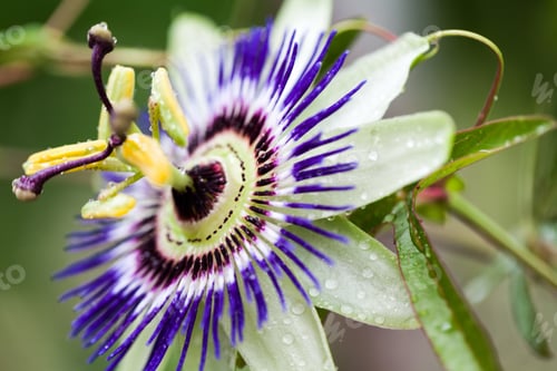 Preview: Passion Flower (Passiflora Incarnata) With Details