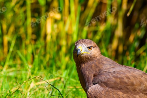 Preview: Bird Of Prey. Portrait Of Buzzard. Green Nature Background.
