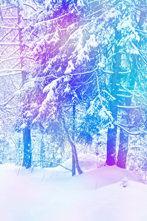 Preview: Forest In The Frost. Winter Landscape. Snow Covered Trees