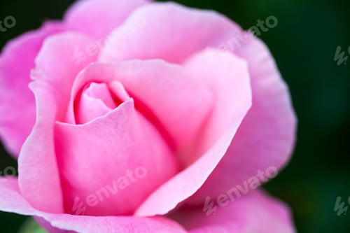 Preview: Colorful, Beautiful, Delicate Rose Petals And Details