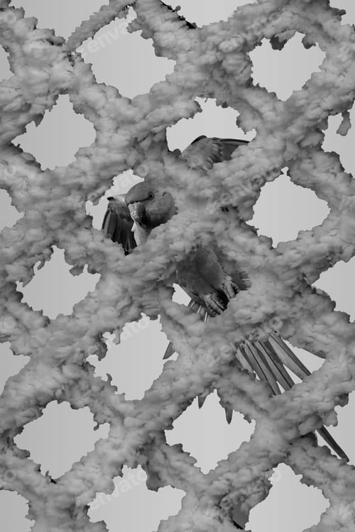 Preview: Black White Abstract Animal Photos.