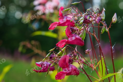 Preview: Flowers Of Impatiens Glandulifera Flowers In Natural Background
