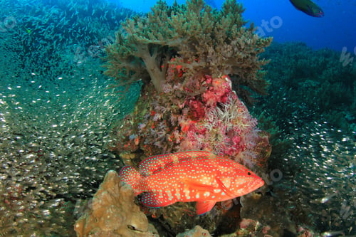 Preview: Coral Grouper (Hind) Fish And Glassfish