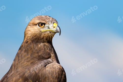 Preview: Bird Portait. Bird Of Prey. Blue Sky Background.