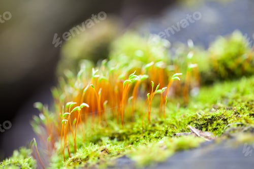 Preview: Abstract, Colorful Composition With Blurred Moss Flowers In Spring