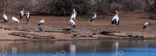 Preview: Nile Crocodiles And Yellow Billed Storks In The Kruger National Park, South Africa