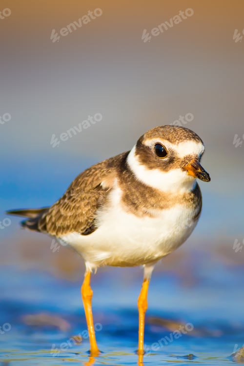 Preview: Cute Little Bird. Nature Background. Common Ringed Plover / Charadrius Hiaticula