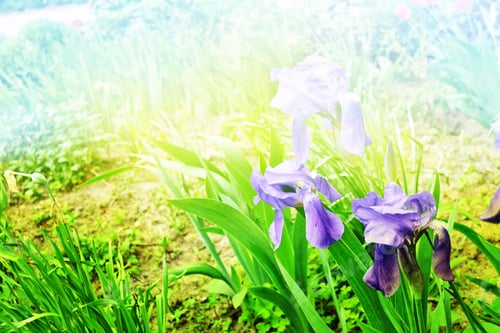 Preview: Spring Landscape. Blue Beautiful Garden Flowers Irises