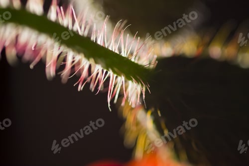 Preview: Abstract Composition With Blurred Poppy Buds