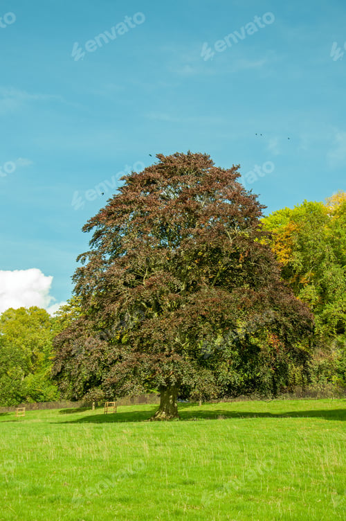 Preview: Autumn Beech Tree In An English Meadow.