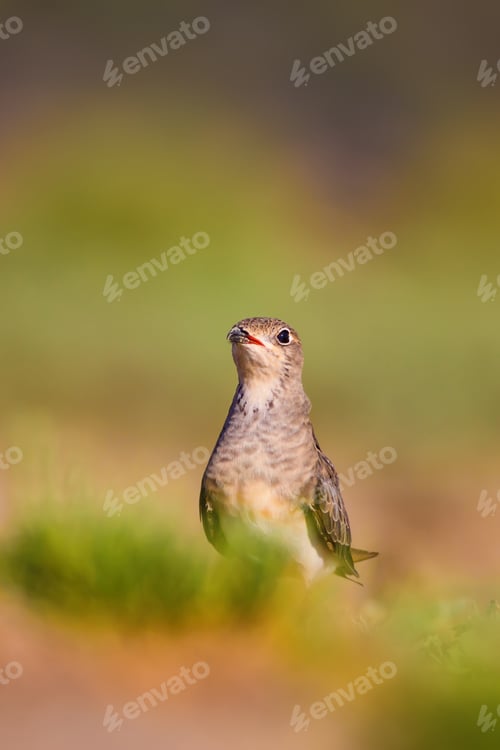 Preview: Cute Bird Collared Pratincole. Warm Colors Nature Background. Collared Pratincole / Glareola