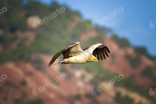 Preview: Vulture Flying. Nature Background Egyptian Vulture / Neophron Percnopterus