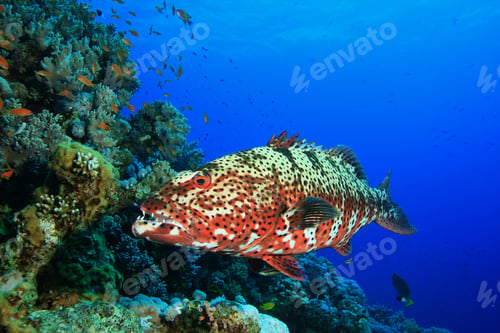 Preview: Red Sea Coral Grouper (Plectropmus Pessuliferus)
