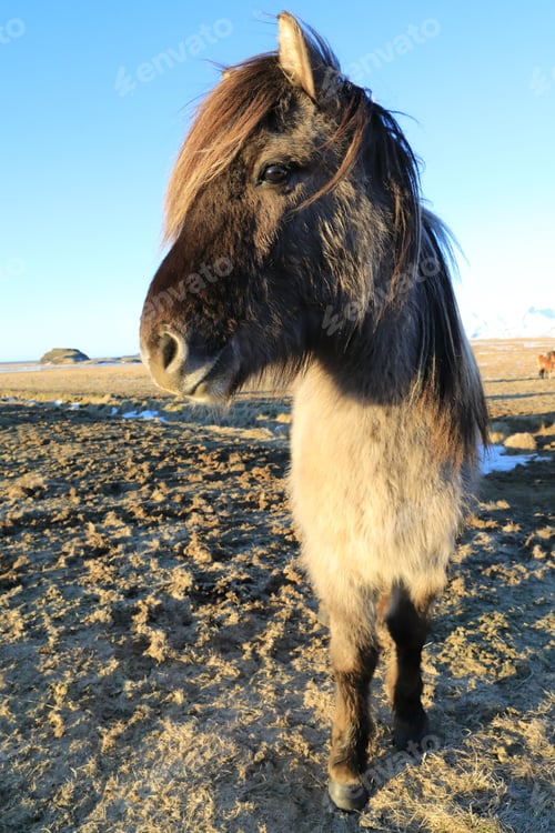 Preview: Wild Horses,Iceland Horses , South Coast, Iceland