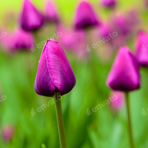 Preview: Purple Flower Of Tulip Sort Negrita. Hybrids Of Tulips - A Beautiful Spring Bulbs. Growing Bulbous