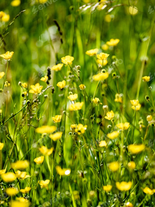 Preview: Midsummer Countryside Meadow With Flowers. Abstract Close Up Neutral Background. White And Yellow