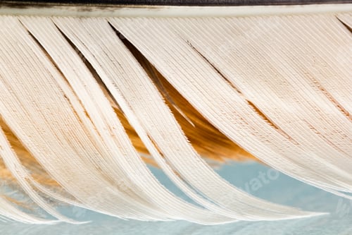 Preview: Colorful Hen Feather With Details And Reflexions