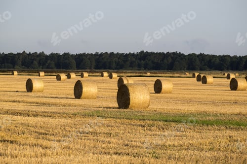 Preview: Straw Rolls In A Field