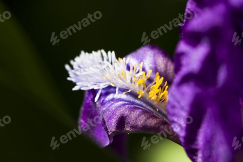 Preview: Details From A Beautiful, Dark Blue, Iris Flower With Natural Background