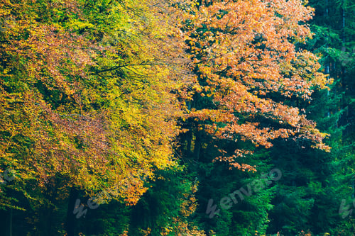 Preview: Colorful Autumn Leaves Against Green Pine Trees.