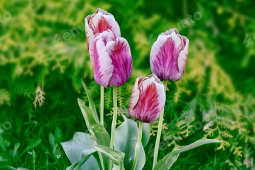 Preview: Bright And Colorful Flowers Tulips On The Background Of Spring Landscape.