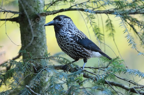 Preview: Spotted Nutcracker, Eurasian Nutcracker Black Forest Germany