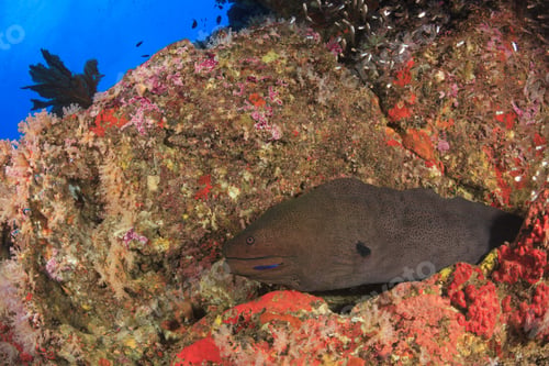 Preview: Giant Moray Eel On Coral Reef