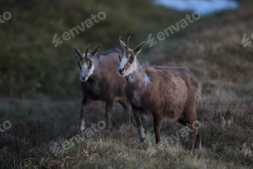 Preview: Chamois (Rupicapra Rupicapra) Vosges Mountains, France
