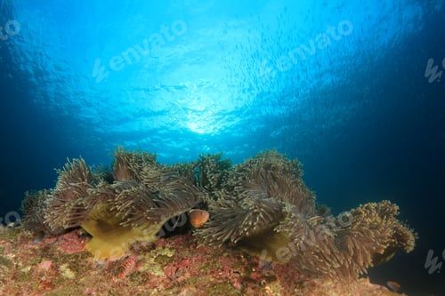 Preview: Anemone And Coral Reef Underwater