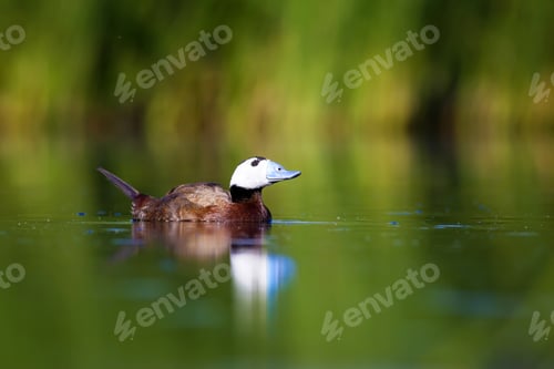 Preview: Duck Swimming In Lake. White Headed Duck Green Lake Background White Headed Duck Oxyura Leucocephala