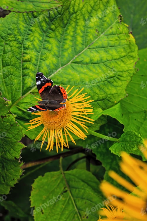 Preview: Beautiful Butterflies On The Flowers Of Inula High (Inula Helenium L. )