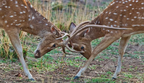 Preview: Chital Or Cheetal Deers (Axis Axis), Also Known As Spotted Deers Or Axis Deers In The Bandhavgarh