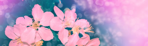 Preview: Blossoming Branch Cherry. Bright Colorful Spring Flowers