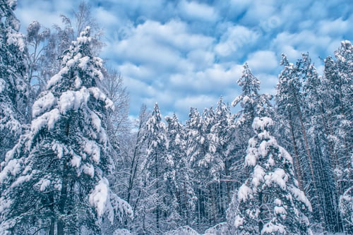 Preview: Frozen Winter Forest With Snow Covered Trees.
