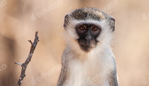 Preview: Vervet Monkey (Chlorocebus Pygerythrus) In Kruger National Park, South Africa