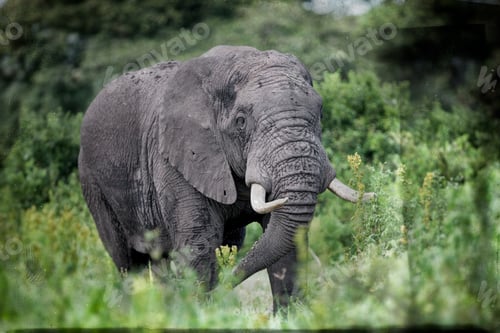 Preview: Vintage Style Image Of A Huge African Elephant Bull In The Ngorongoro Crater, Tanzania