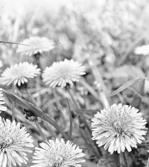 Preview: Fluffy Dandelion Flower Against The Background Of The Summer Landscape. Spring Flowers. Black And
