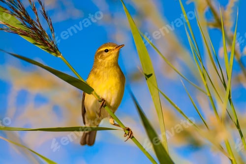 Preview: Cute Yellow Bird. Blue Sky Background. Bird: Willow Warbler. Phylloscopus Trochilus.
