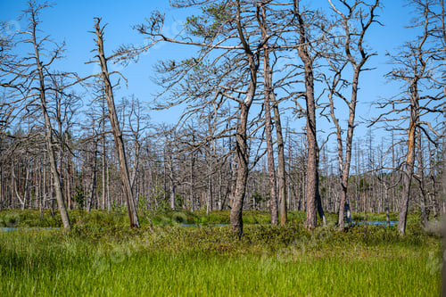 Preview: Old Dry Pine Tree Trunks Standing In The Shore Of Peatland Lake In Swamp Area In Summer