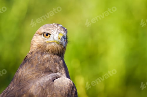 Preview: Hawk Portrait. Green Nature Background Long Legged Buzzard / Buteo Rufinus