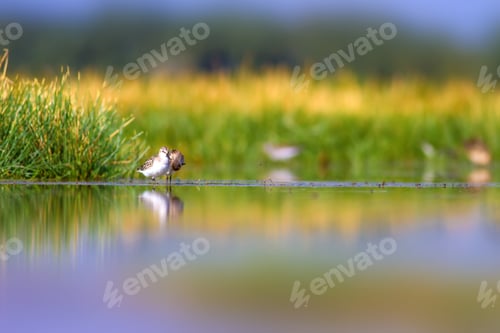 Preview: Water Birds. Nature And Bird. Lake Background
