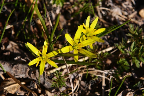 Preview: Yellow Star-Of-Bethlehem (Gagea Lutea)