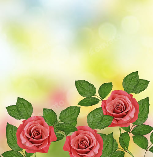 Preview: The Buds Of Flowers Roses. Holiday Card. Floral Background Of Roses.