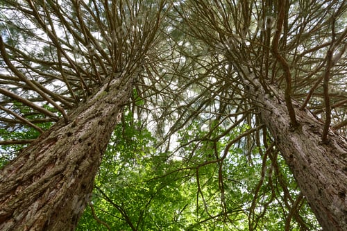 Preview: Sequoia Sempervirens (Coast Redwood) From Below