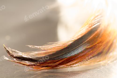 Preview: Colorful Rooster Feather With Details And Reflexions