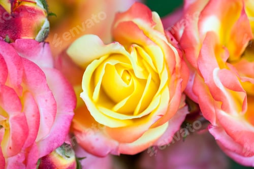 Preview: Colorful, Beautiful, Delicate Rose With Details
