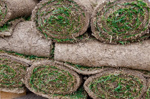 Preview: Gardener Applying Turf Rolls, Grass Rolls Ready For Installing