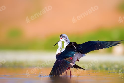 Preview: Cute Long Legged Birds. Bird Mating. Colorful Nature Background.
