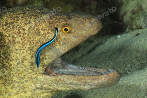 Preview: Yellowmargin Moray Eel Opens Its Mouth Wide For A Cleaner Wrasse