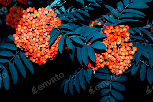 Preview: Bunches Of Red Rowan Berries On A Black Background